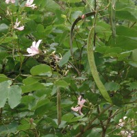 Bauhinia variegata L.